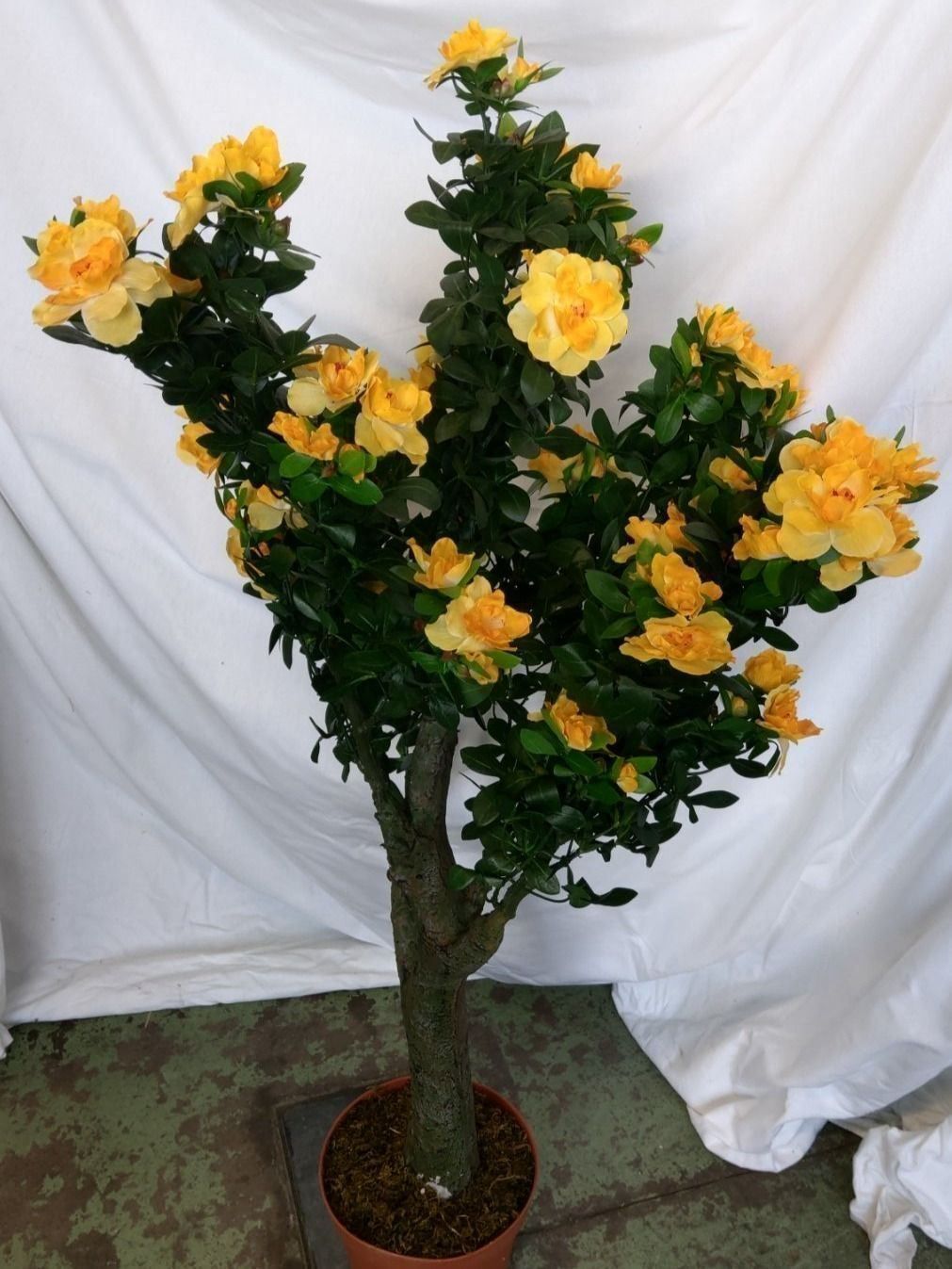 Piante & sementi: Künstliche Azalea im Topf 110cm – Nuovo (secondo la descrizione) da Däniken SO venduto da Profog1