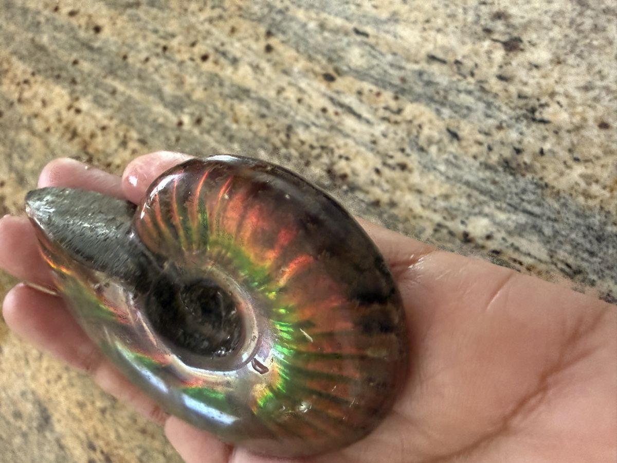 Fossili: Ammonite Ammolith echt – Nuovo (secondo la descrizione) da Oberhof venduto da RealStone 1