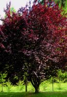 3 Stecklinge 30cm ROTBLÄTTRIGES Amol (Prunus Cerasifera)