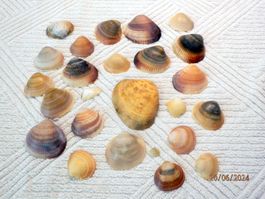 Konvolut mit über 20 verschiedenen Muscheln. 1 bis 13cm