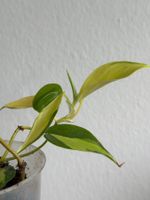 Philodendron Scandens (Brasil)