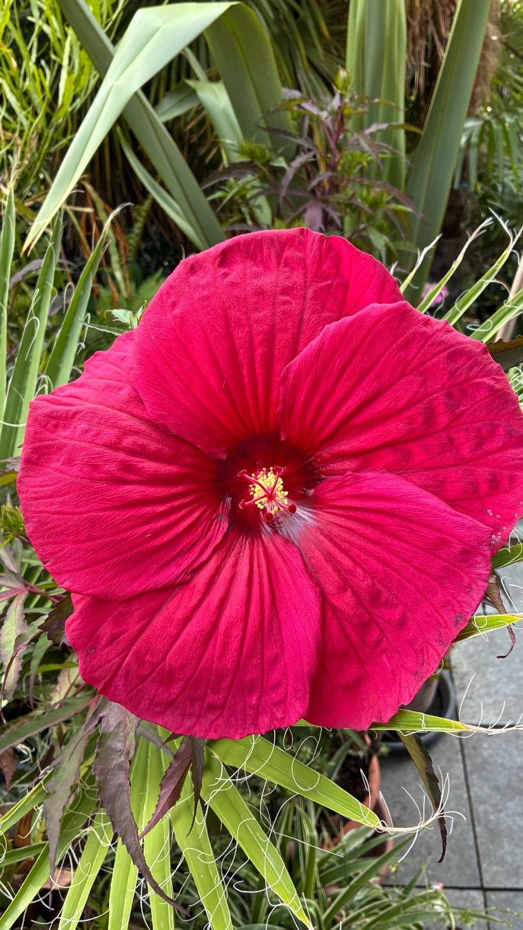 Pflanzen & Samen: Sumpfeibisch (Hibiscus moscheutos)! – Neu (gemäss Beschreibung) aus Steffisburg von Petroselium