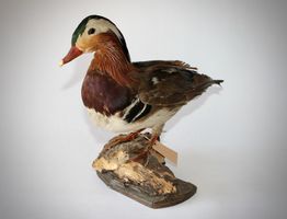 EINE MANDARINENTE - TAXIDERMIE. VINTAGE.