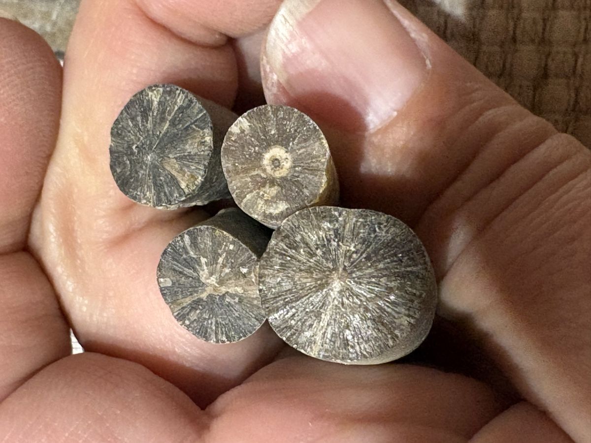 Fossilien: Versteinerung Sammlung – Gebraucht aus Rümlang von euqinom16 6