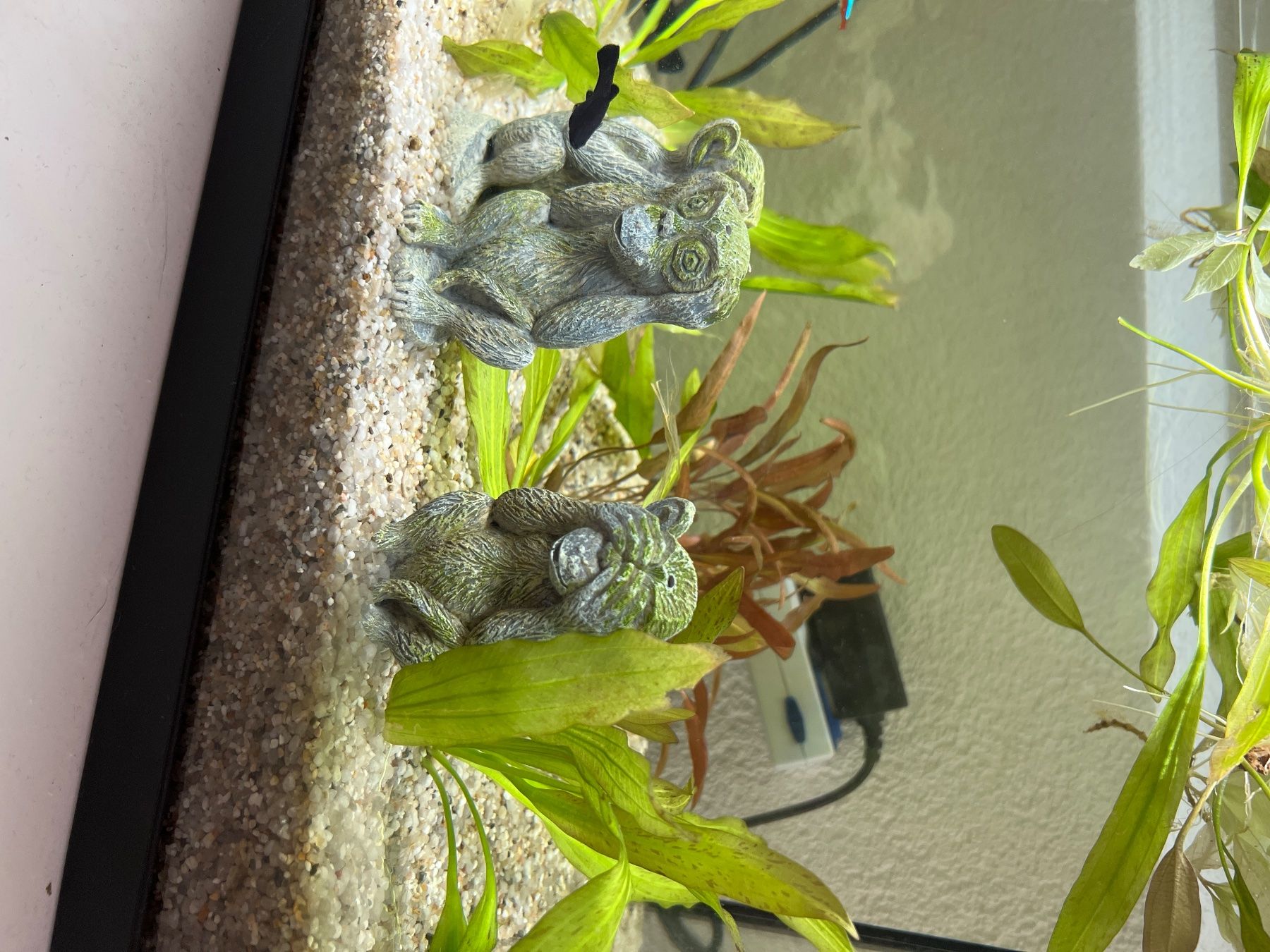 Aquarium: Aquarium inkl Pumpe Inhalt – D'occasion à Ittigen par ABalli 4