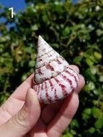 Muscheln 1Kg./Typ Troca Maculata/Neu/OVP