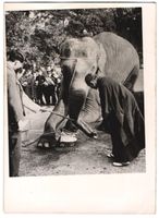 Fotografie Elefant im Zoologischen Garte