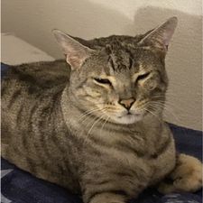 Profile image of Ramsesundosiris