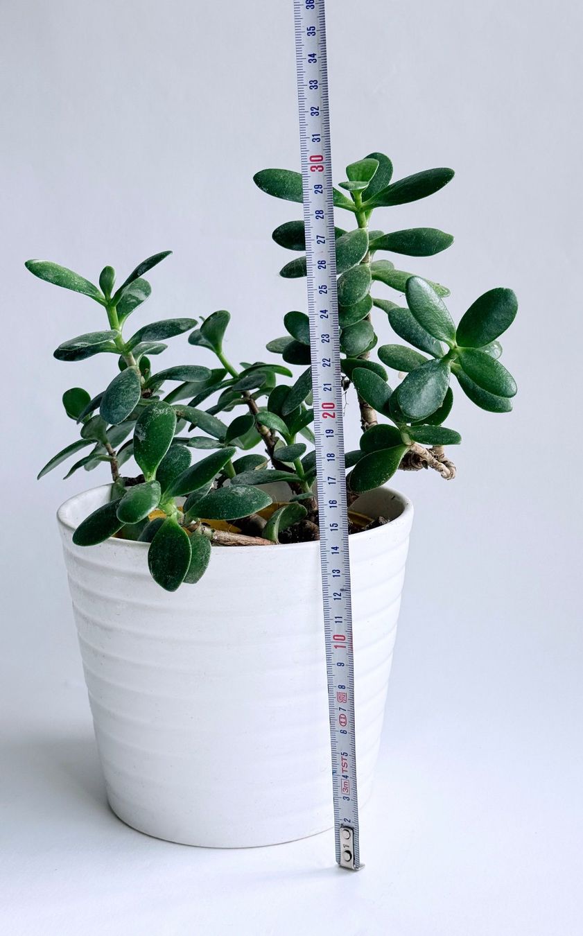 Piante & sementi: GELDBAUM**CRASSUALA*PFENNIGBAUM***** – Nuovo (secondo la descrizione) da Dübendorf venduto da Orchid18 3