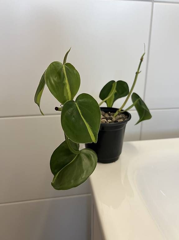 Pflanzen & Samen: Philodendron scandens Brasil – Gebraucht aus Sargans von -VS- 2