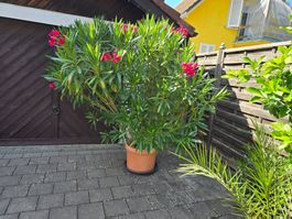 Großer, blühender Oleander im Topf