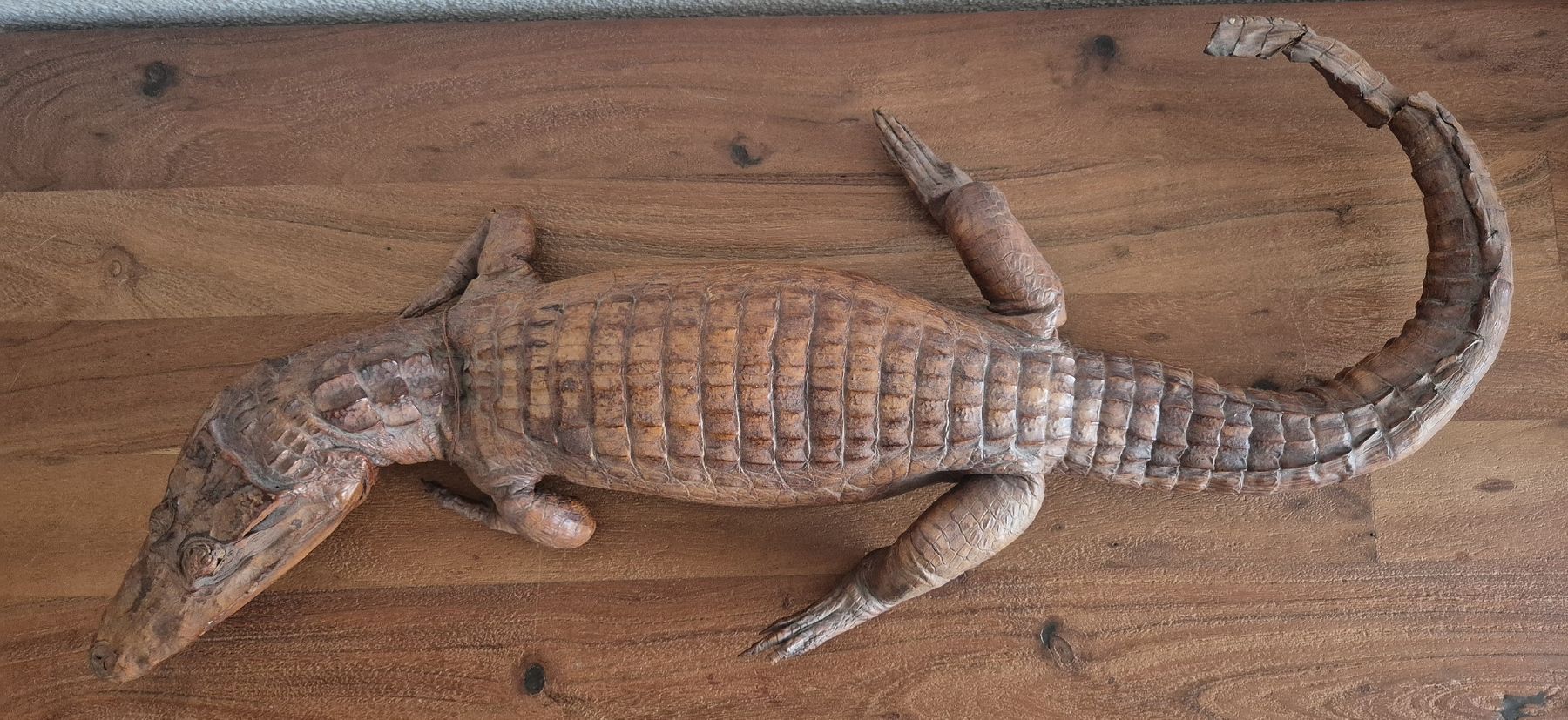 Il mondo degli animali: Antikes Ausgestopftes Krokodil 64cm – Usato da Zürich venduto da Dalema13 4