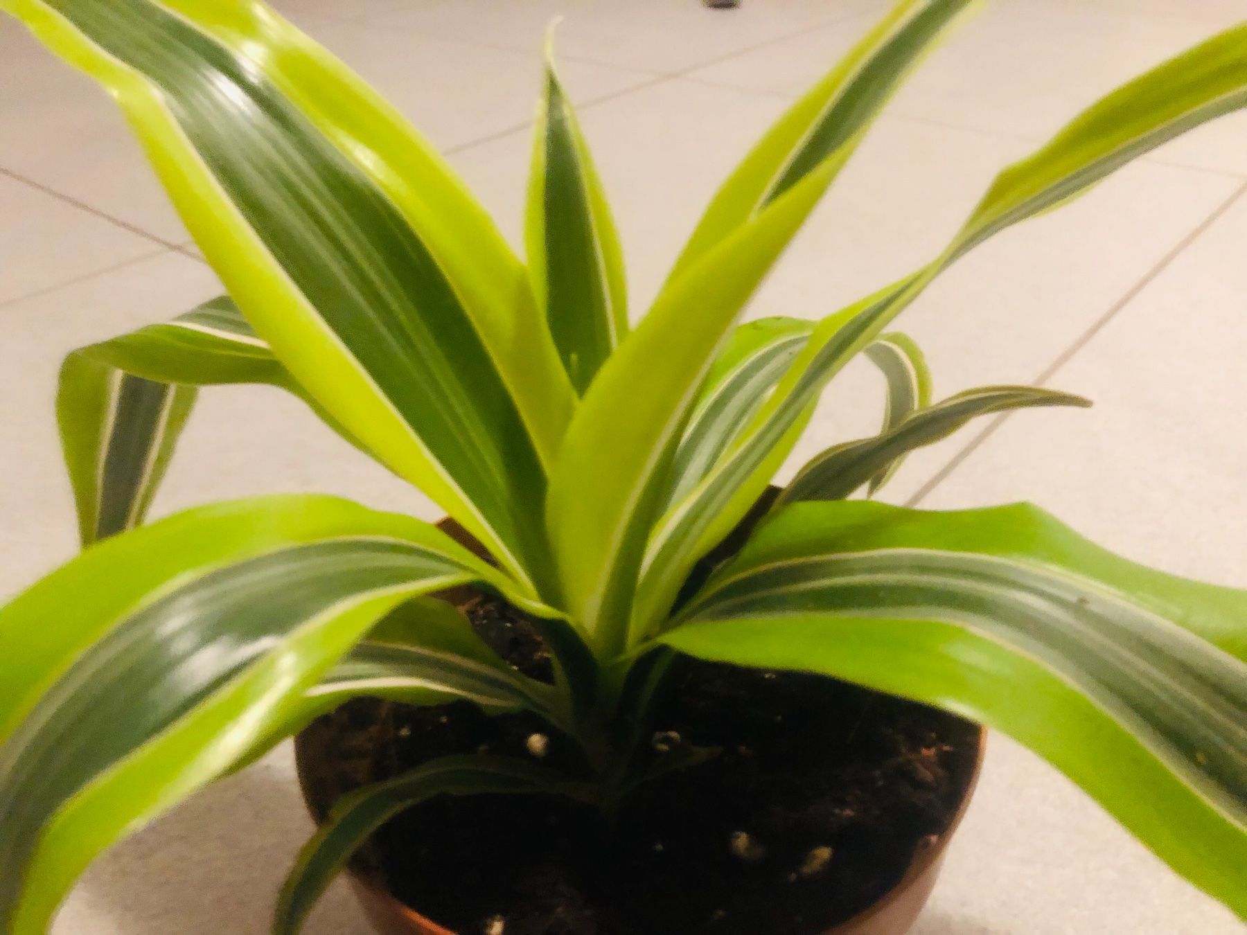 Pflanzen & Samen: Seltene DRACAENA REFLEXA LIME/ PLEOMELE REFLEXA LIME 10-15cm – Neu und originalverpackt aus Rovio von POSITIFFARTandPLANTS 3