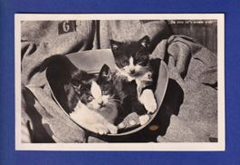 CHAT - Chatons dans casque militaire - Feldpost