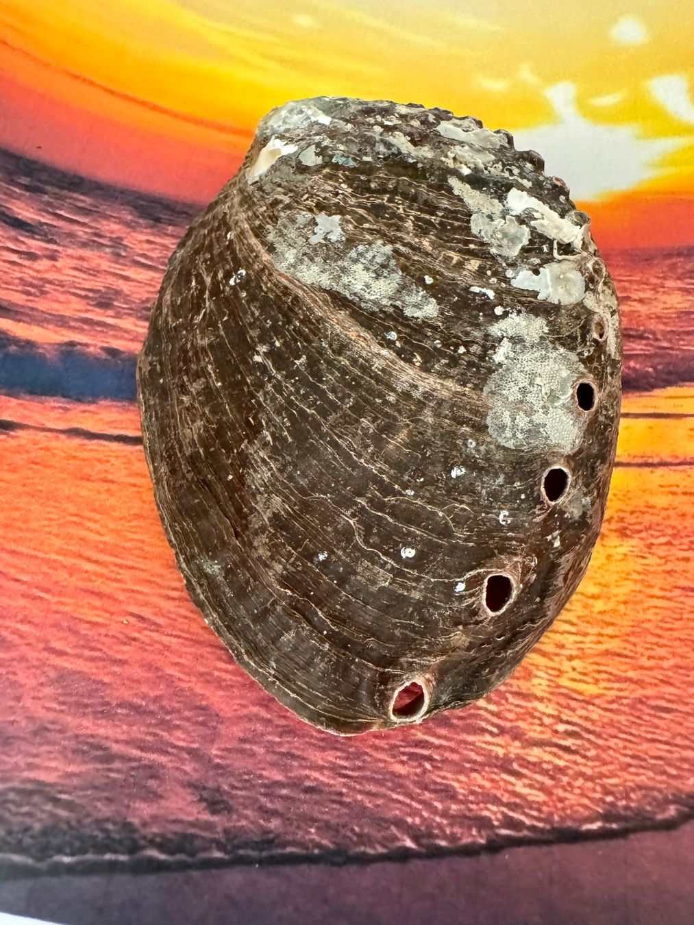 Fossilien: Abalone - Muschel – Neu (gemäss Beschreibung) aus Biberist von Steine 2