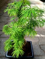 XL BLÜHENDE BONSAI "PSEUDOLARIX AMABILIS" 30 cm ↕️ MIT KERAM
