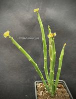Euphorbia Phosphorea - mit schönen grünen Blüten