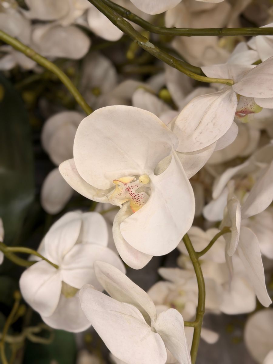 Tutte le decorazioni: Diverse Orchideen und Holz (dekomaterial)  – Usato da Küsnacht ZH venduto da Icon21 1