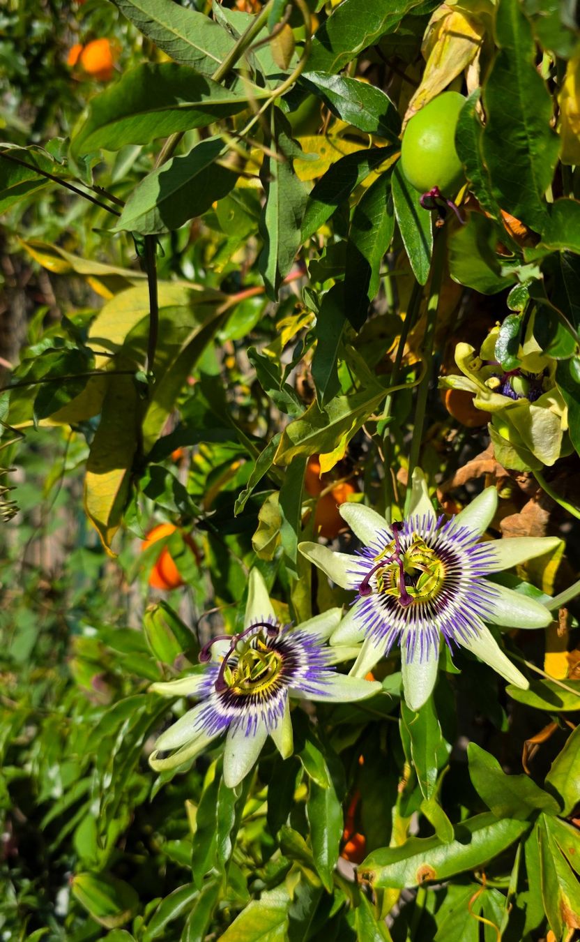 Piante & sementi: 🌺Passiflora/Passionsblume Samen – Nuovo (secondo la descrizione) da Zürich venduto da The_Plant_Wizard 2