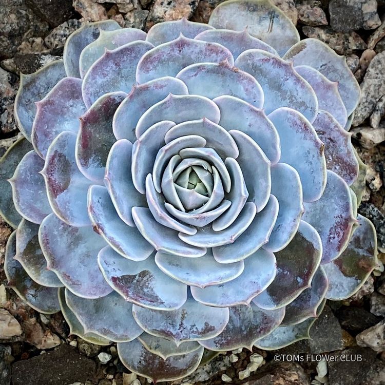Echeveria Lilacina SukkulentenSchönheit für Sonnenfenster Kaufen