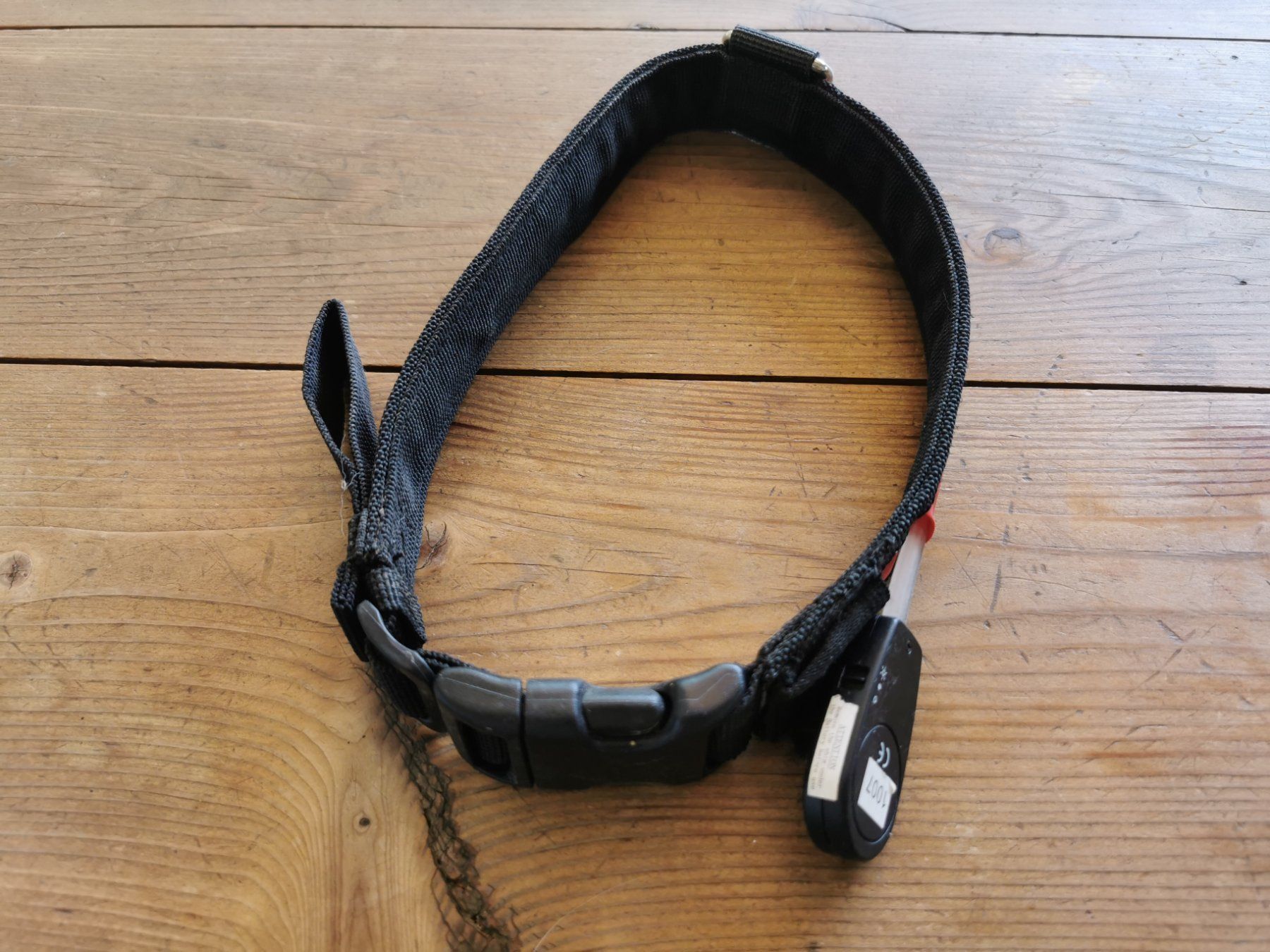Leine & Halsband: Hundehalsband leuchtend – Gebraucht aus Wettingen von Nini54 1