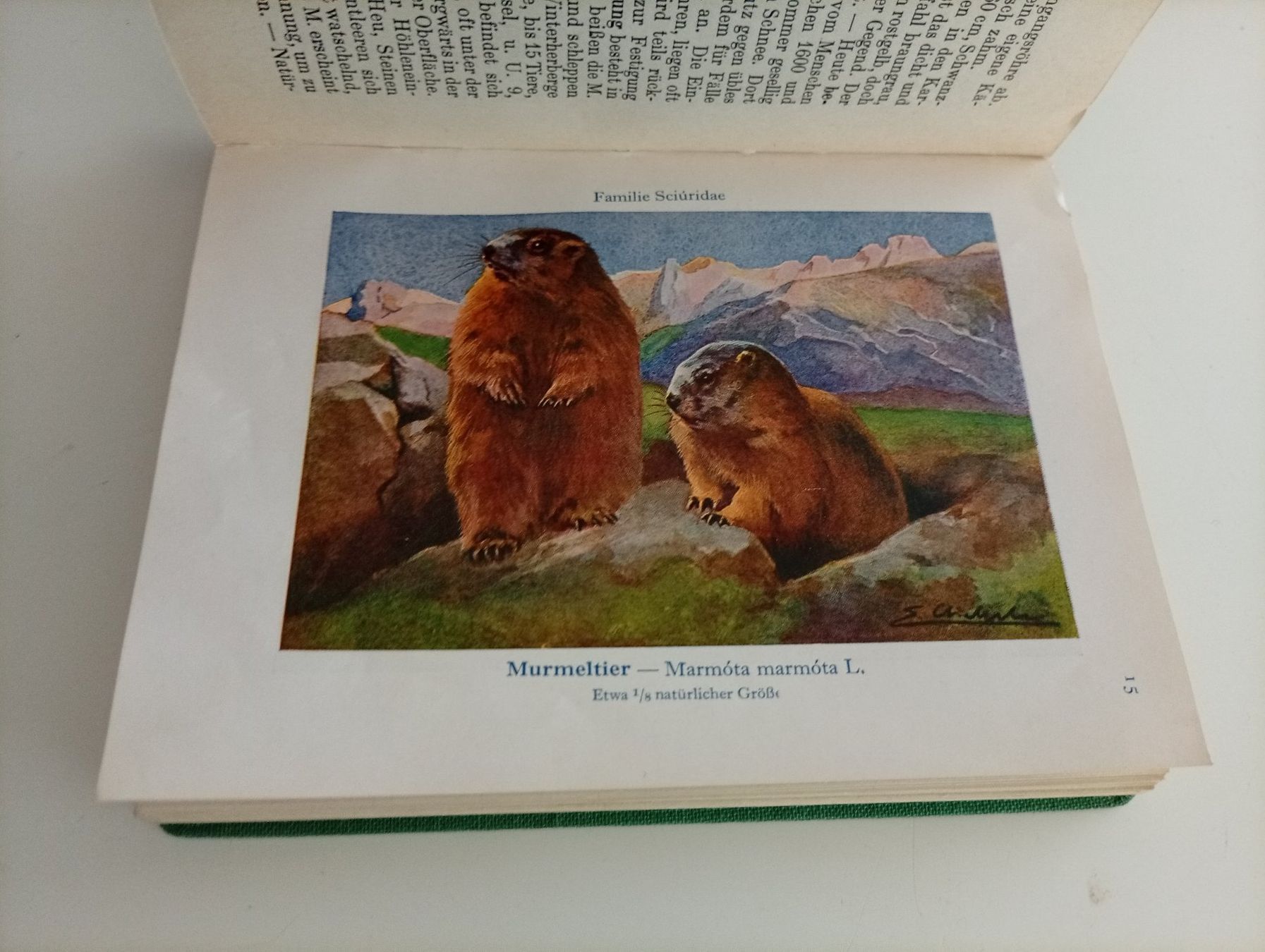 Bücher: Wildlebende Säugetiere, Bieger u. Wahlström – Gebraucht aus Locarno von edn.vintage 6