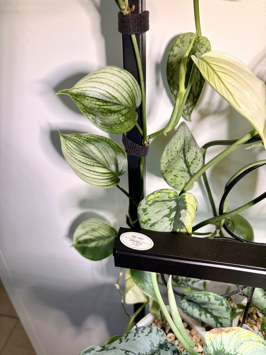 Piante & sementi: Scindapsus White Monster – Usato da Kaiseraugst venduto da dka_b97z 2