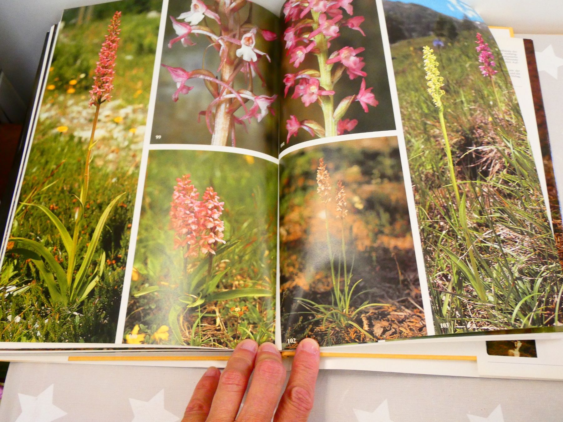 Libri: Buch: Die Orchideen der Schweiz Silva-Verlag – Usato da Rafz venduto da Powacaddy 7