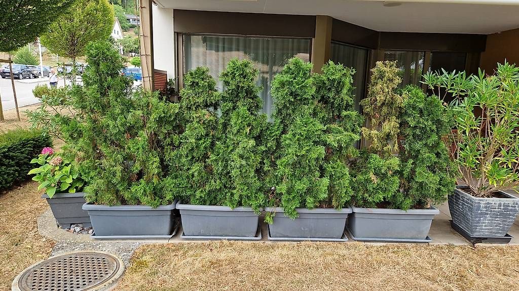 Paravents: Terrassen Sichtschutz Thuja  – Gebraucht aus Mümliswil von jon_8xr5