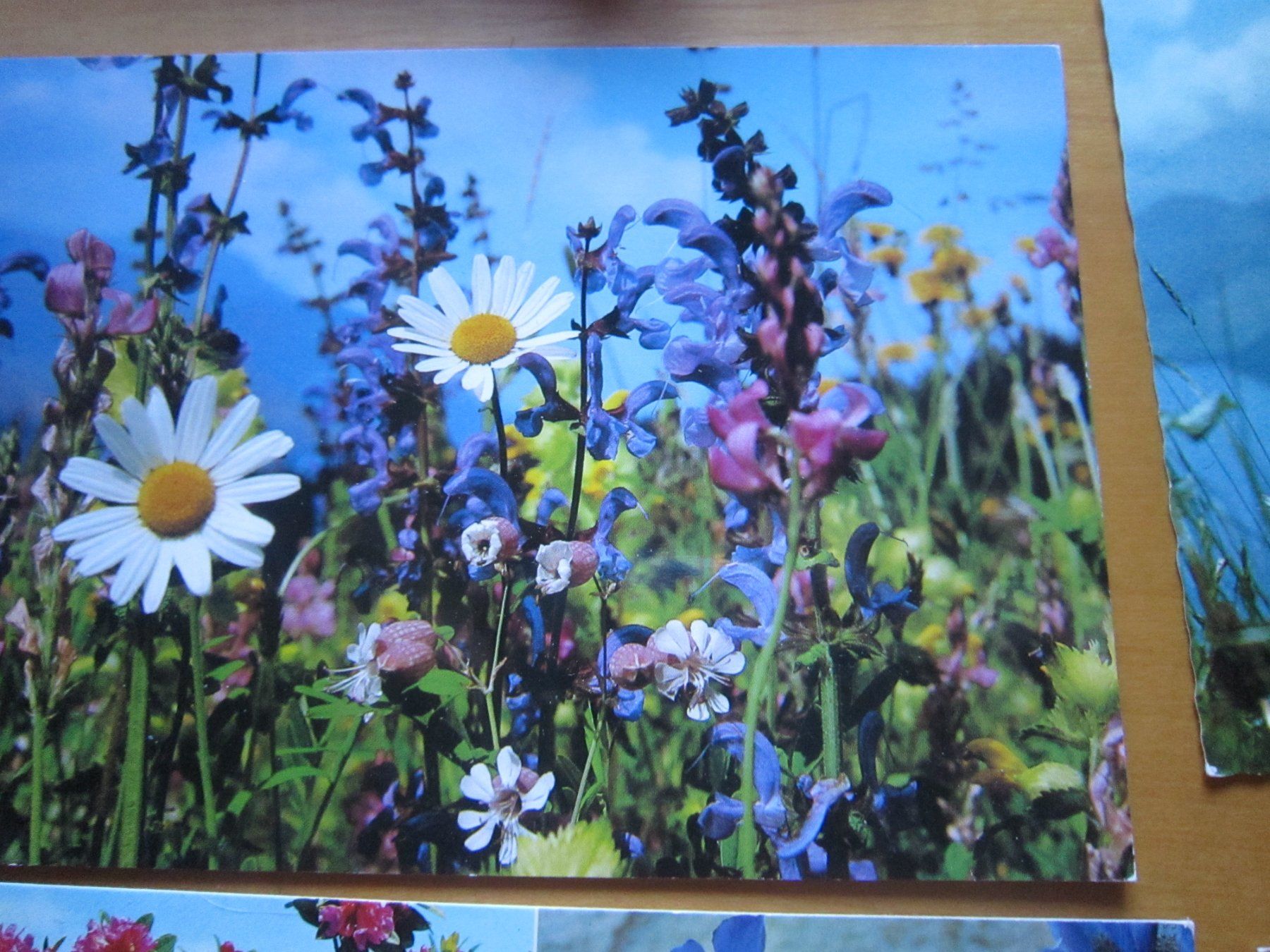 Ansichtskarten: No 2 Postkarten Bergblumen – Gebraucht aus Gordola von Polentaefung 4