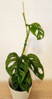 Monstera Adansonii Mint