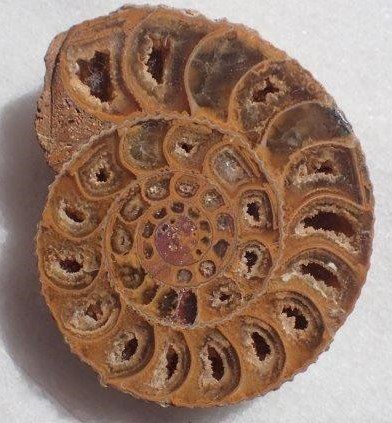 Fossili: Ammonit gesägt und poliert Madagaskar – Usato da Rickenbach BL venduto da Oktober68 3
