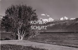 Am Thunersee (mit Eiger, Mönch und Jungfrau) /mp