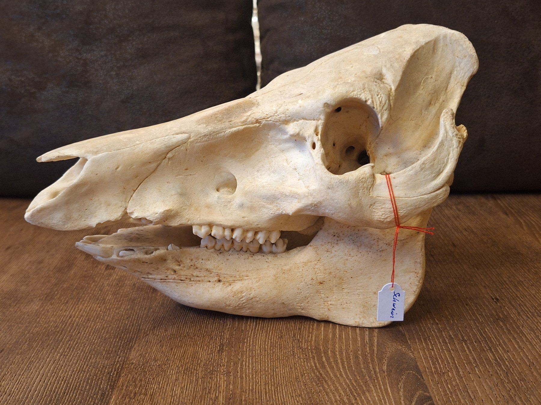 Monde des animaux: Schweineschädel – D'occasion à Widnau par skullcollector