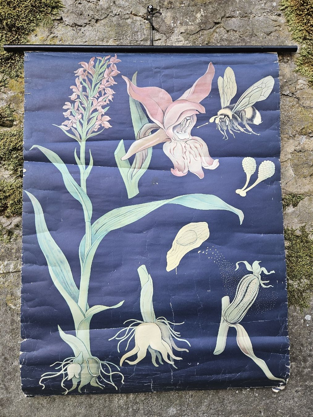 Foto & Immagini: Ancienne affiche scolaire botanique : orchidée – Difettoso da Biel/Bienne venduto da echinops