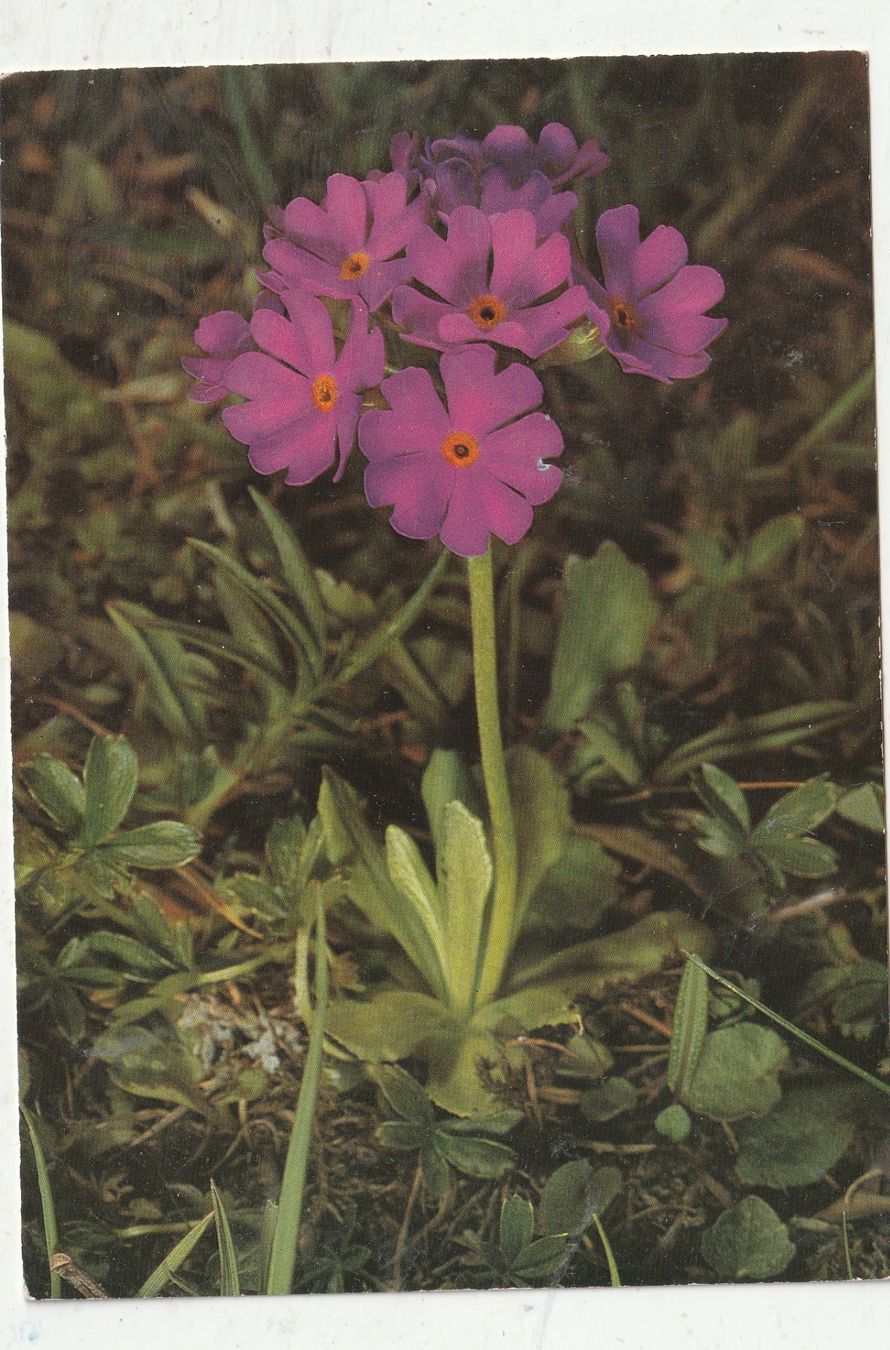 Cartoline postali: 10 Schöne Blumenkarten – Usato da Lumbrein venduto da made02 1