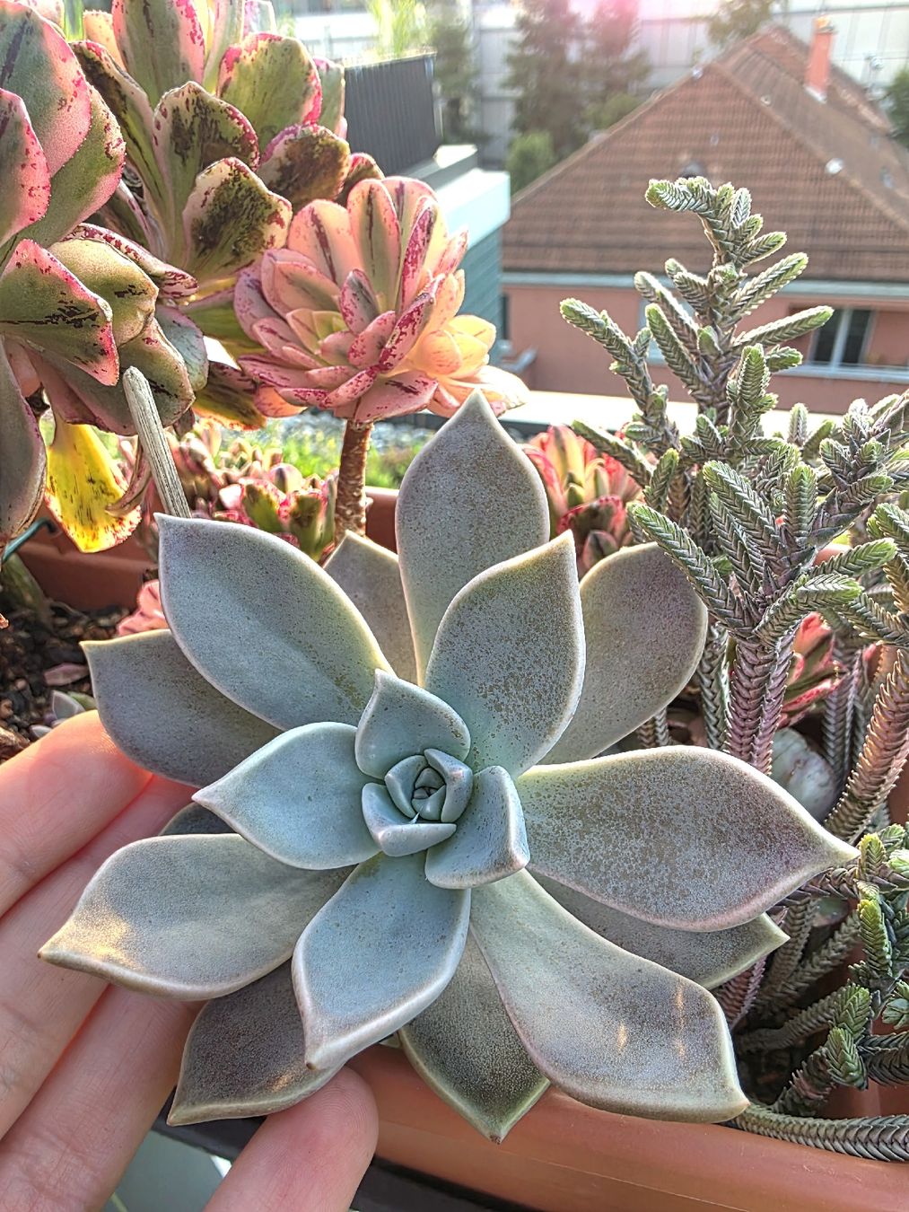 Piante & sementi: Graptopetalum paraguayense Steckling – Nuovo (secondo la descrizione) da Zürich venduto da The_Plant_Wizard 2