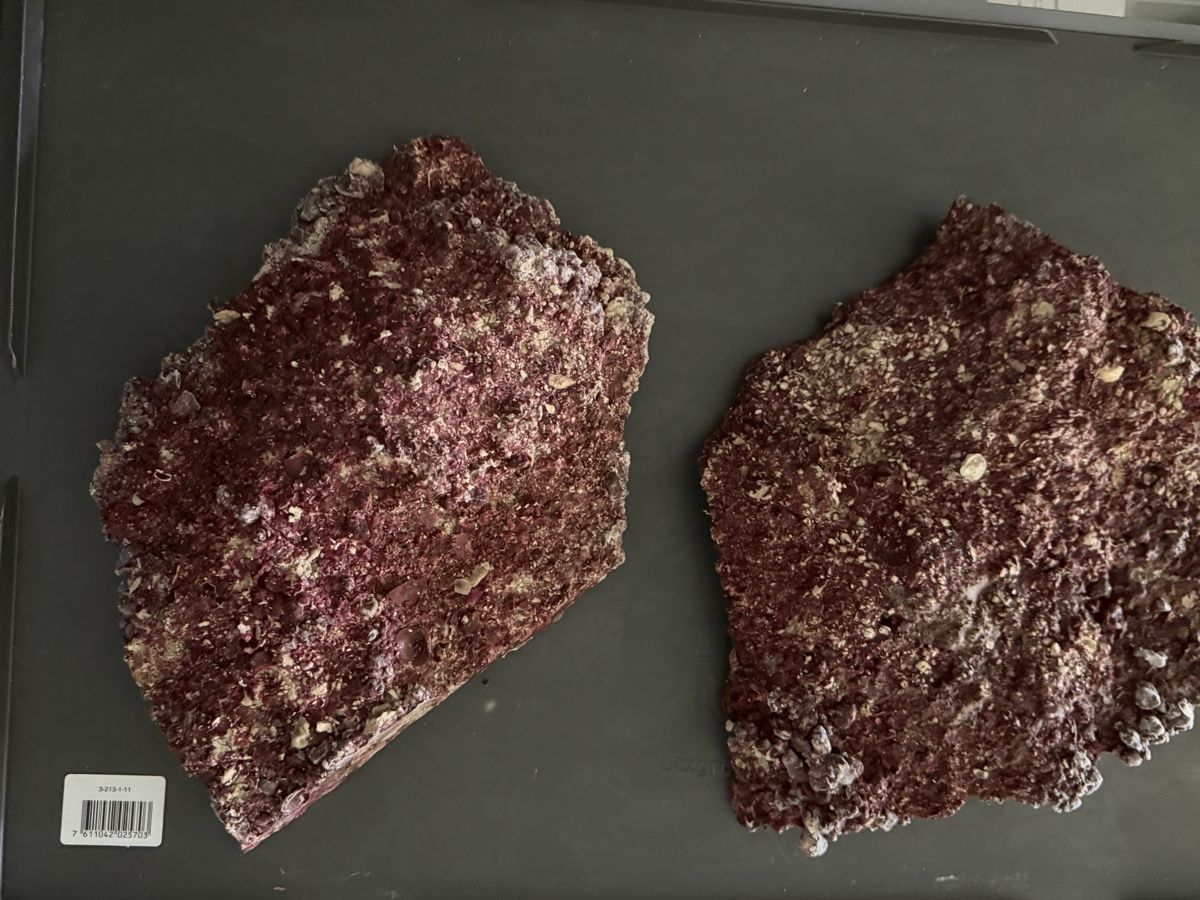 Pierres & tuiles: Geimpfte Steinkorallen – D'occasion à Pfäffikon ZH par dan_xs7t 1