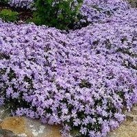 Teppichphlox Emerald - Cushion Blue Phlox (Subulata-Gruppe)