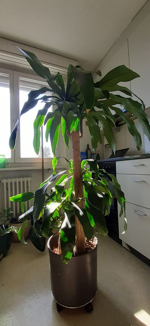 Plantes & graines: Schöne Palme \ Pflanze – D'occasion à Emmenbrücke par Aya