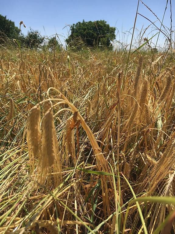 Zaini: Malt de blé bio neuchâtelois – Usato da Marin-Epagnier venduto da Criset 1