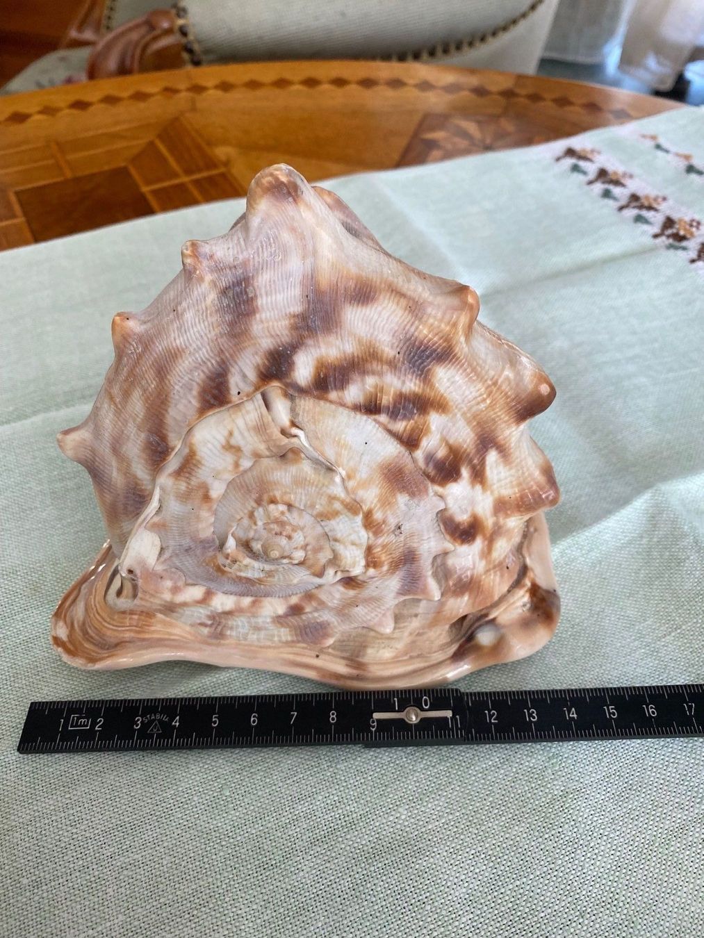 Fossili: Schöne gehörnte Helmschnecke – Usato da Zürich venduto da 2013tg 1