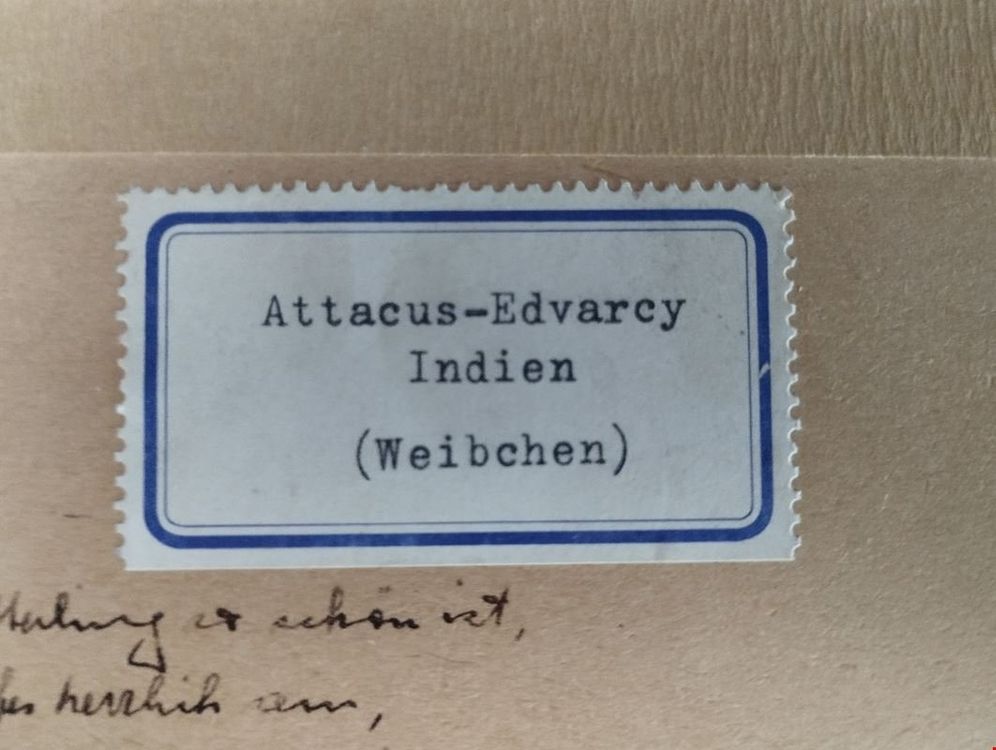 Produktbild von CORHAD Natürlicher Echter Tabby Schmetterling Präparat Im