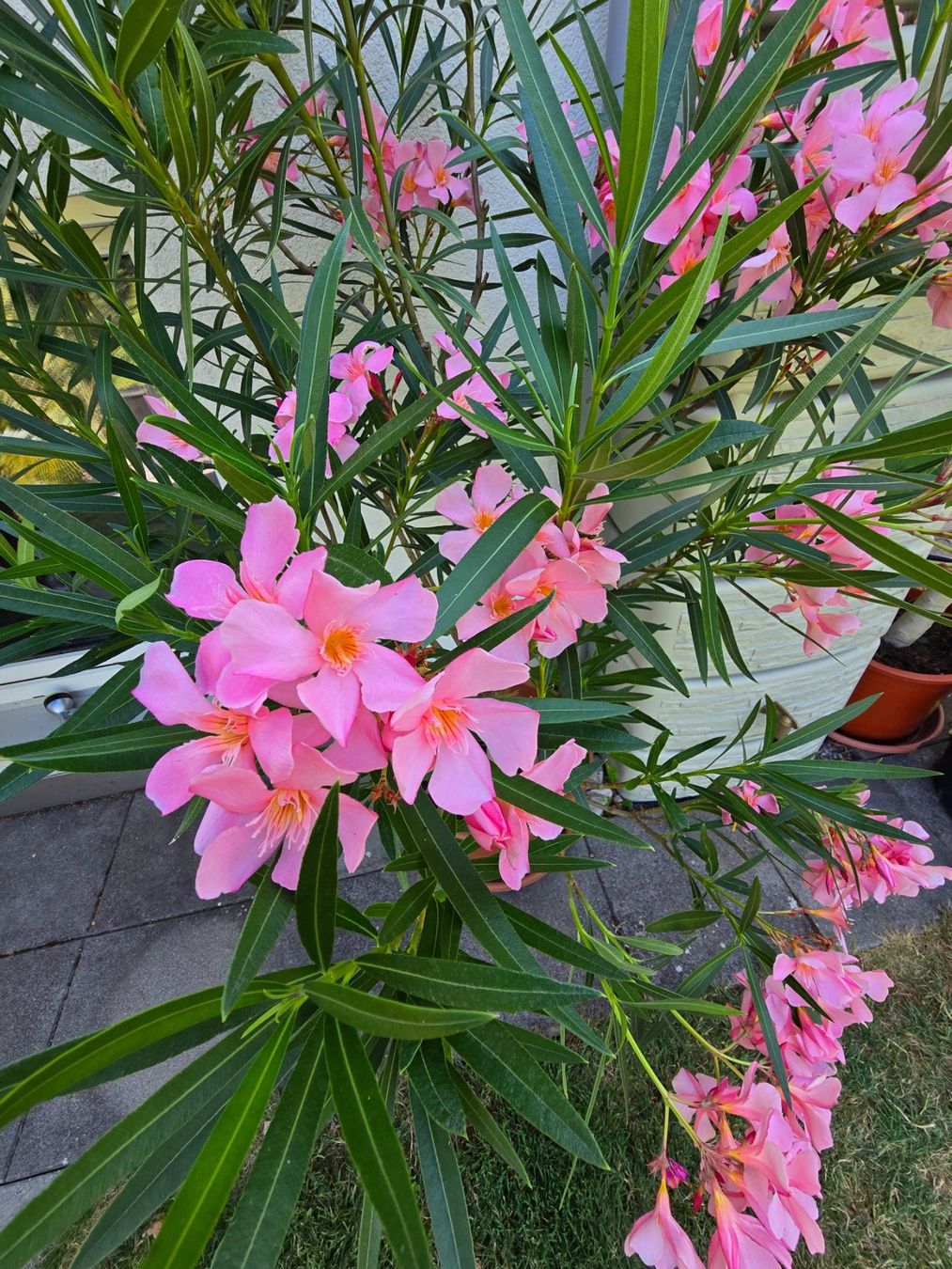 Pflanzen & Samen: Schöner Oleander Hochstamm hellrosa – Gebraucht aus Aarburg von popkorn65 2