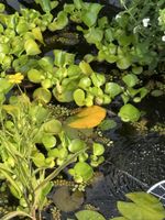 Gartenteich mit Pflanzen und Steinen, gute Grösse