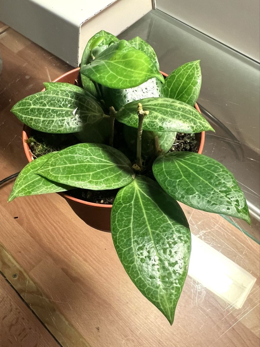 Piante & sementi: Hoya fitchii  – Usato da Chevenez venduto da ric_v6s7 2
