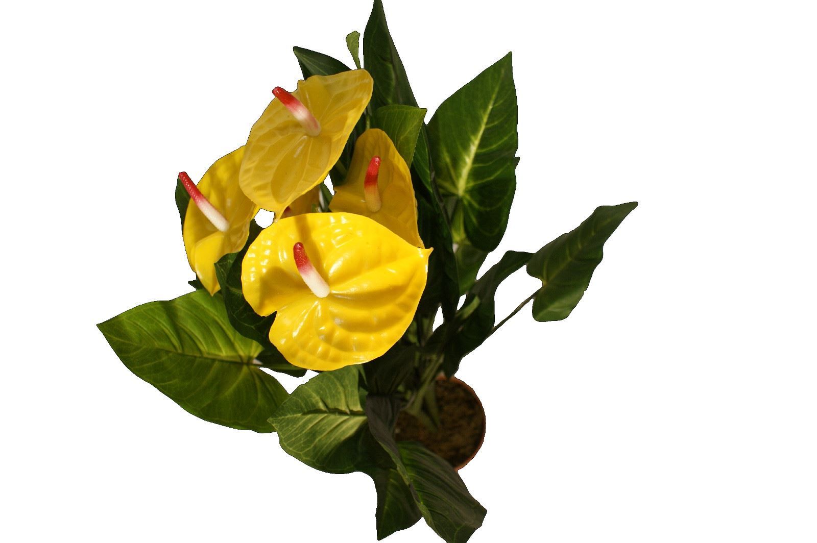 Pflanzen & Samen: Decoflower Anthurium mit gelben Blüte... – Neu und originalverpackt aus Däniken SO von Profog1 1