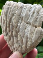 Top! Grosse Fossile Koralle, 404g. Wunderbares Einzelstück!
