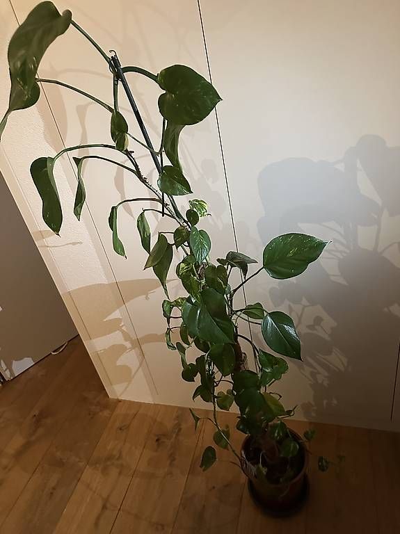 Piante & sementi: Golden Pothos – Usato da Fürigen venduto da nur_z96n 1