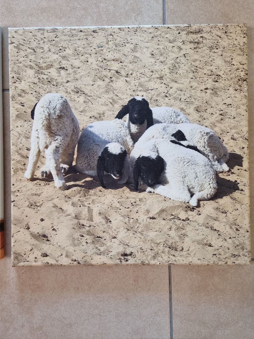 Dipinti: Canvas photography – Usato da Le Locle venduto da vri_c59x 2